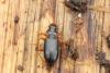 Leistus rufomarginatus